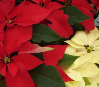 Christmas Flowers