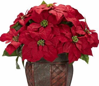 Christmas Flowers