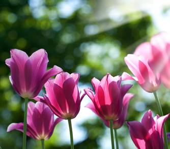 Flowers For Easter