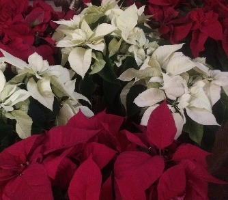 Christmas Flowers (Dec. envelope)