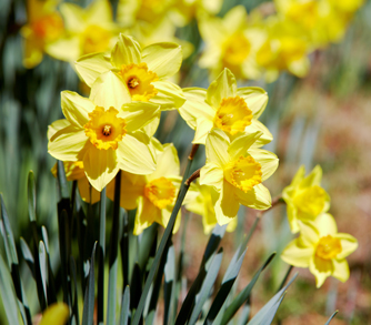 Easter Flowers (April Envelope)