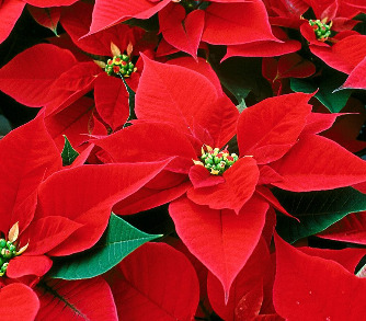 ASP Poinsettias