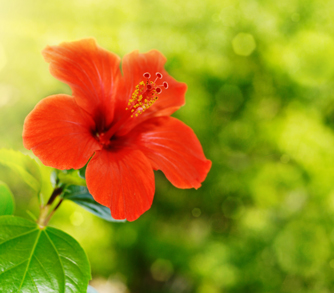 Flowers Offering