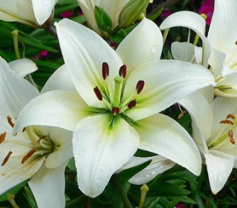 Easter Flowers