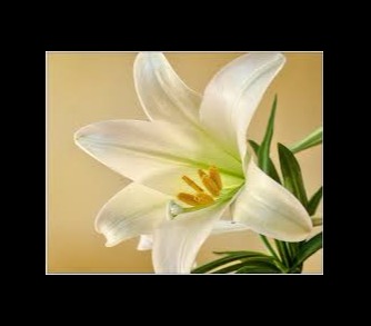 Easter Flowers
