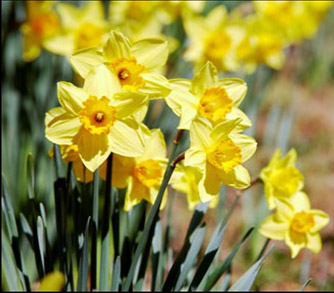 Easter Flowers