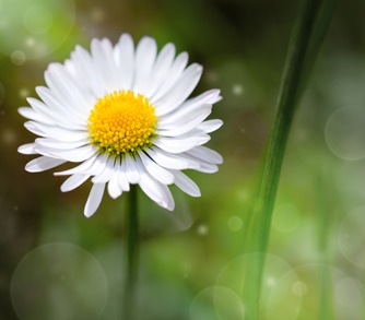 Easter Flowers