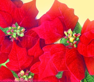 Christmas Flowers