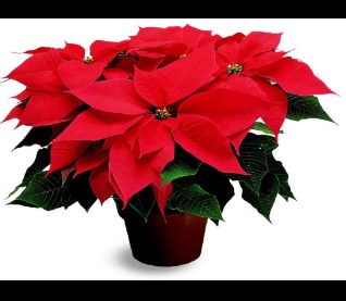 Christmas Flowers