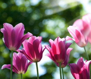 Easter Flowers