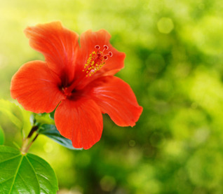 Flower Donation