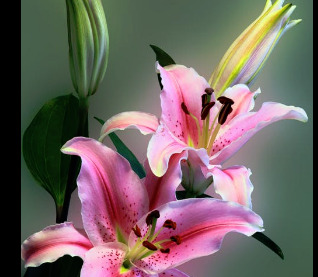Easter Flowers