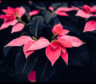 Christmas Flowers