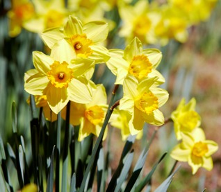 Easter Flowers - March/April