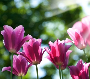 Easter Flowers