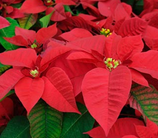 Poinsettias