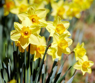 Easter Flowers / Flores de Pascua