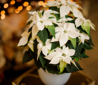 Christmas Flowers and Altar Fund