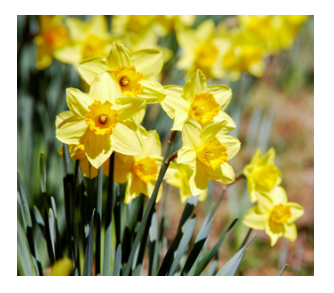 Easter Flowers