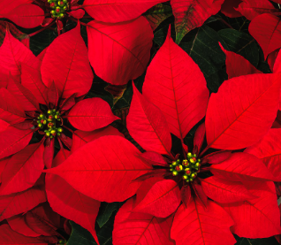 Christmas Poinsettias - General Donation 