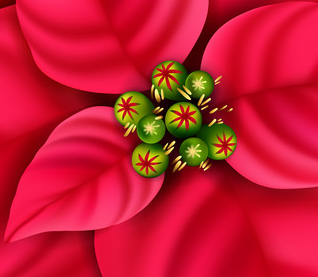 Advent & Christmas Flowers