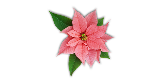 Youth Ministry Poinsettia Sale