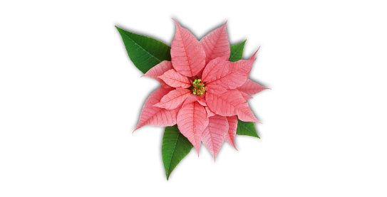 Youth Ministry Poinsettia sale