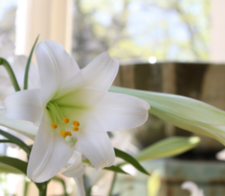 Easter Flowers