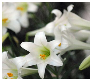 Easter Flowers