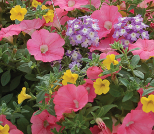 Spring Flower Sale