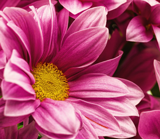 ALTAR FLOWERS