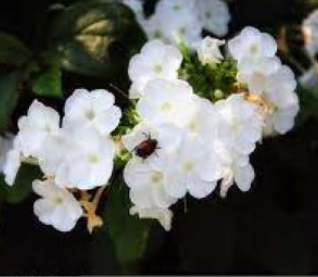 Sanctuary Flowers