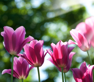 Altar Flowers