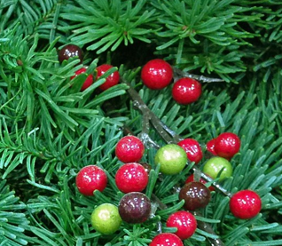 Greenery Sale 2025