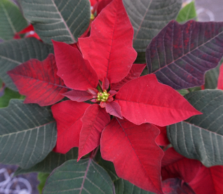 Christmas Poinsettias - Single