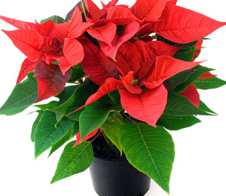 Youth Ministry Poinsettia sale