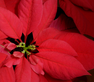 Christmas Flowers