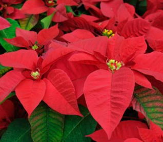 Christmas Altar Flowers