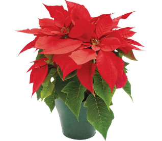 Christmas Flowers