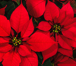 Poinsettias