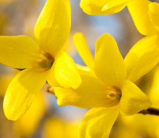 Easter Flowers