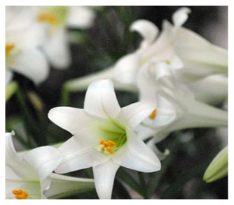 Easter Flower