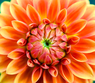 Flower Collections