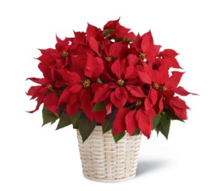 Christmas Flowers