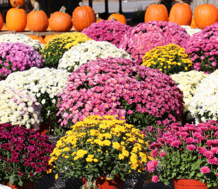 Mum Sales (begins Sept. 5)