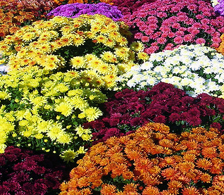 Annual Mums Sale (School)