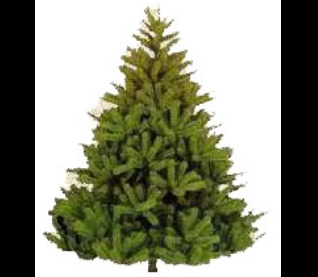 Christmas Tree 2025