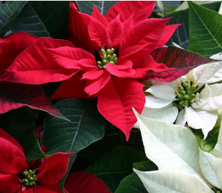 Christmas Flower Fund