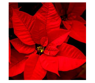 Christmas Flower Remembrance