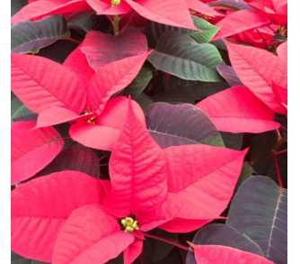 Christmas Flowers Remembrances